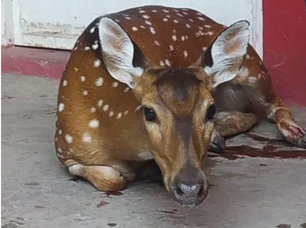 Rosario: Llegó a su casa y en el patio encontró un ciervo | Noticias