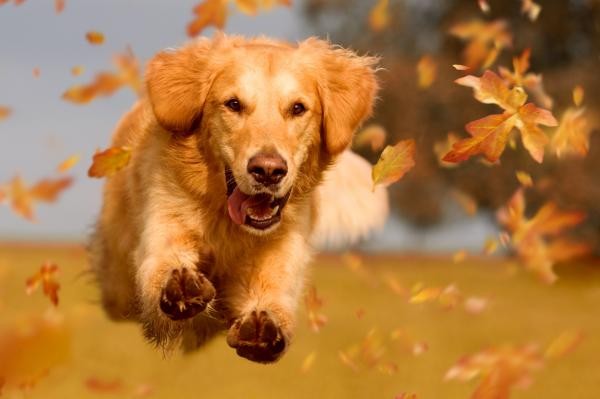 ¿Nuestro perro es feliz? | Información General