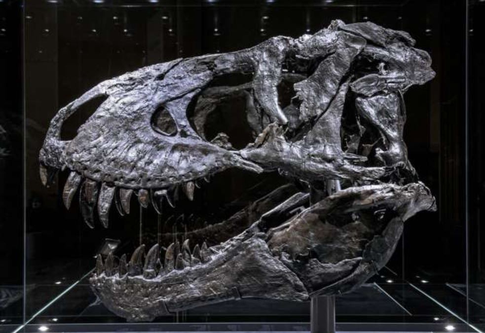 Los dinosaurios sufrían dolor de muelas | Información General