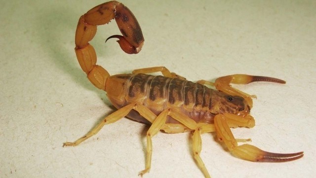 Murió un niño de dos años tras ser picado por un alacrán cuando jugaba en su casa | Nacionales