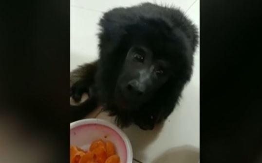 El mono "Coco" se recupera luego de ser rescatado de una fiesta con drogas | Nacionales