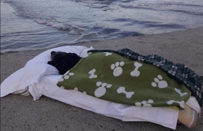 Llevó a ver el mar a su perra enferma en fase terminal | Información General