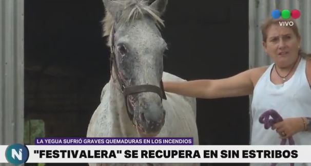 VIDEO: la yegua que se recupera de graves quemaduras sufridas en los incendios forestales de Córdoba | Nacionales