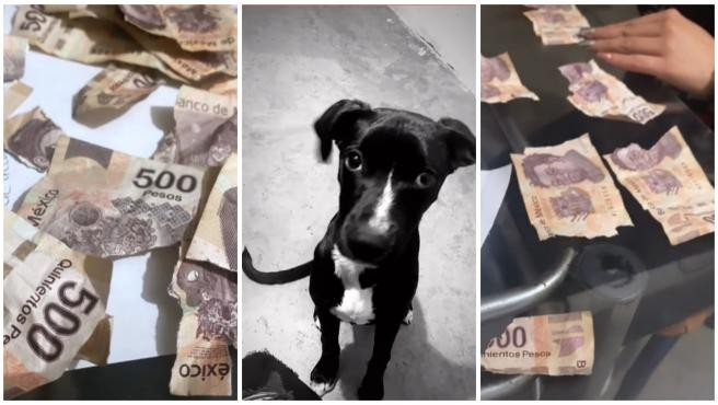 Video viral: dos perros destrozaron los ahorros de su dueña | Redes