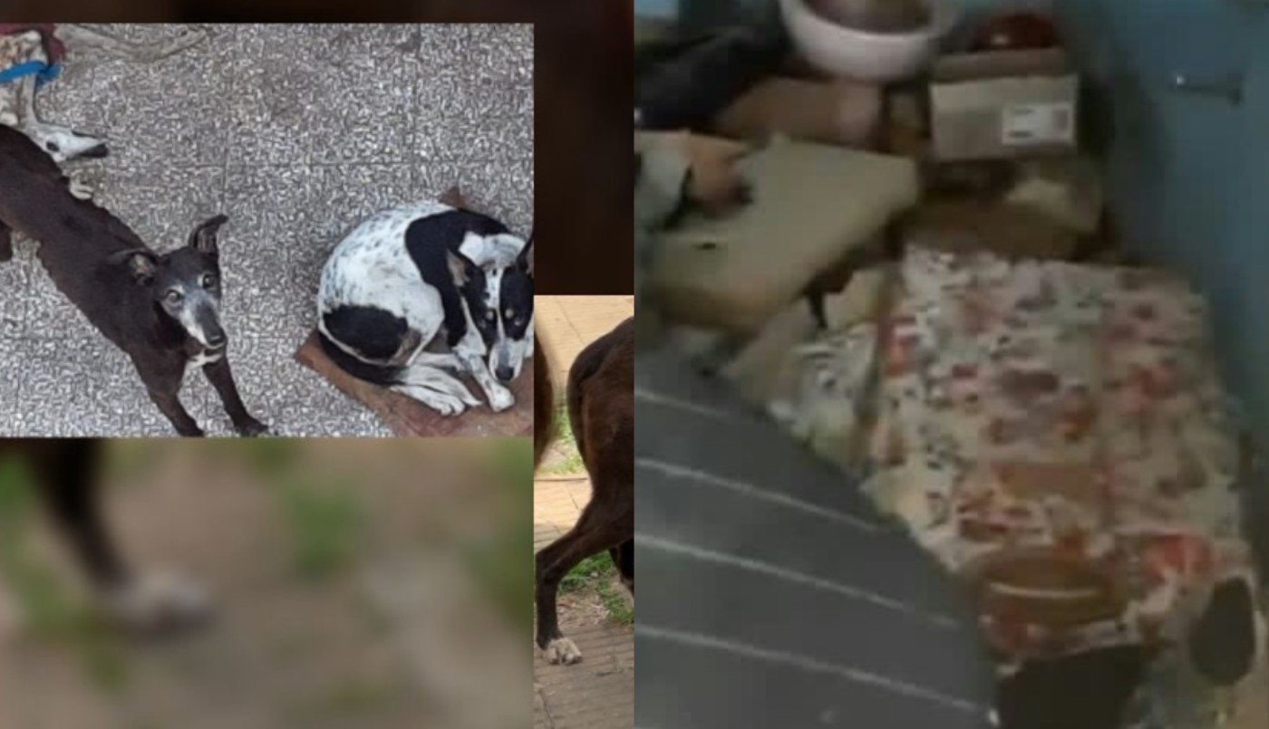 Decía ser proteccionista de animales: tenía cachorros muertos y en estado de putrefacción | Información General