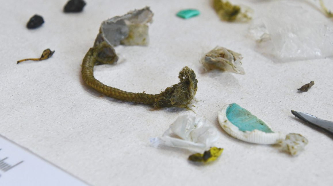 Una tortuga rescatada del mar defecó más de 10 tipos de plásticos diferentes | Nacionales