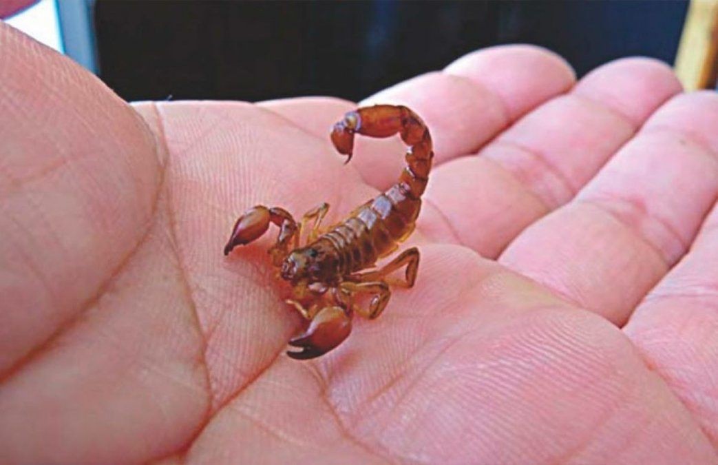 En el inicio de la temporada de alacranes: todo lo que tenés que saber para evitarlos | Información General