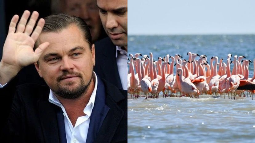 Posteo: Leonardo DiCaprio apoyó la creación de un nuevo parque nacional en Argentina | Redes