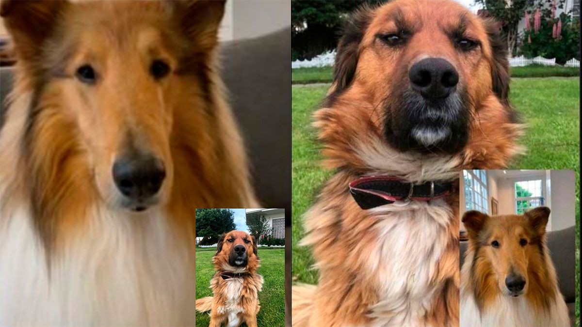 Cumbre de perros: Dylan, el perro de Alberto Fernández, saludó a Brownie, la mascota de Gabriel Boric | Nacionales