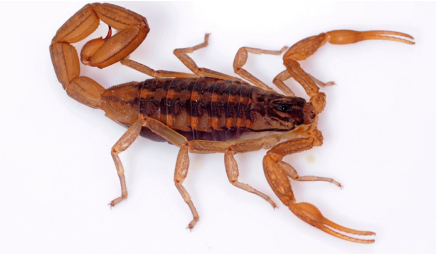 ¿Cómo prevenir picaduras de alacranes y animales ponzoñosos? | Información General