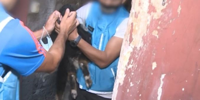 Rescataron a un chivo cuando iba a ser sacrificado en un rito umbanda | Nacionales