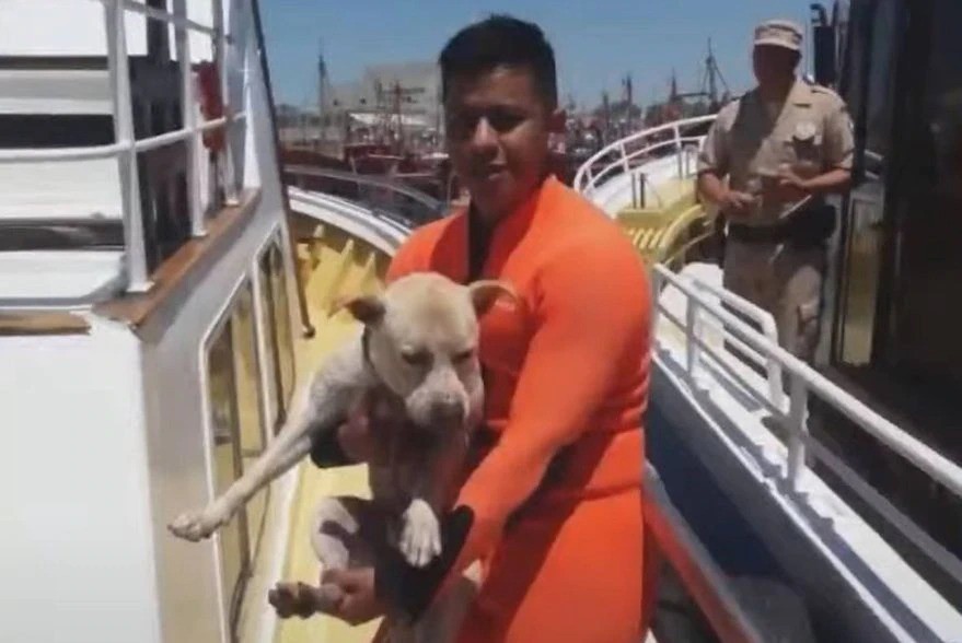 La Prefectura Naval salvó a un perro que se ahogaba en Mar del Plata | Nacionales