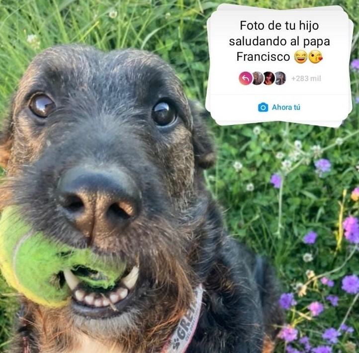 Tras los dichos del Papa Francisco se viralizó la consigna "Foto de tu hijo saludando al Papa" | Redes