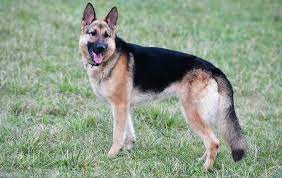 Llevó a bañar a su perro y lo encontró muerto: peluquero canino deberá pagarle $100.000 | Nacionales