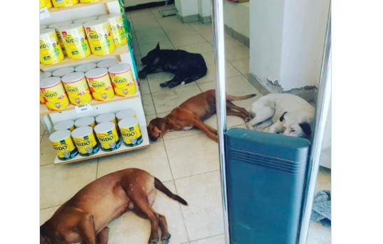 La farmacia de Santiago del Estero que le dio refugio para el calor a los perros callejeros | Información General