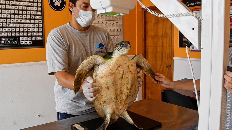 Seis tortugas marinas fueron regresadas al mar en San Clemente | Nacionales