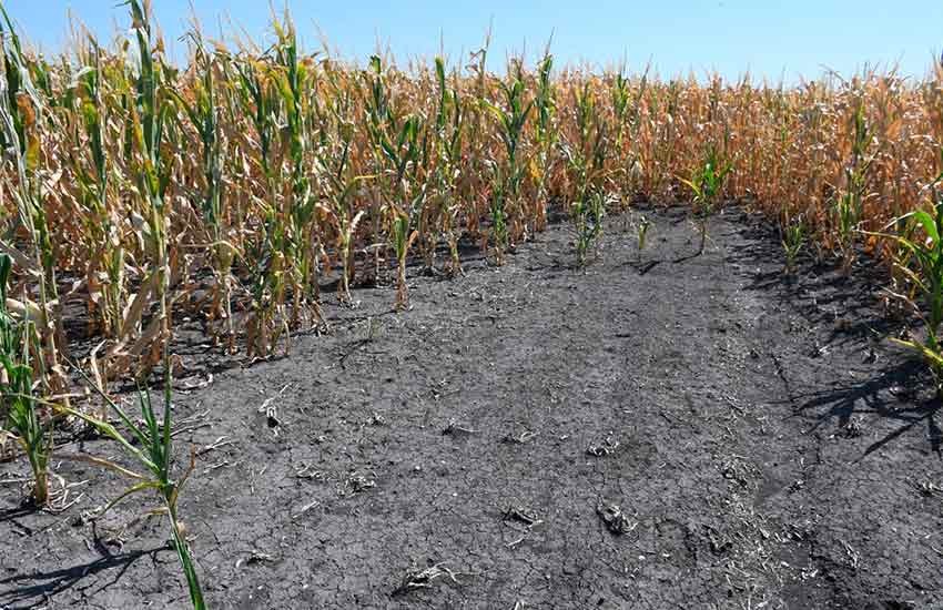 Santa Fe amplió el decreto de emergencia agropecuaria: Incorporó a producciones frutihotícolas | Noticias
