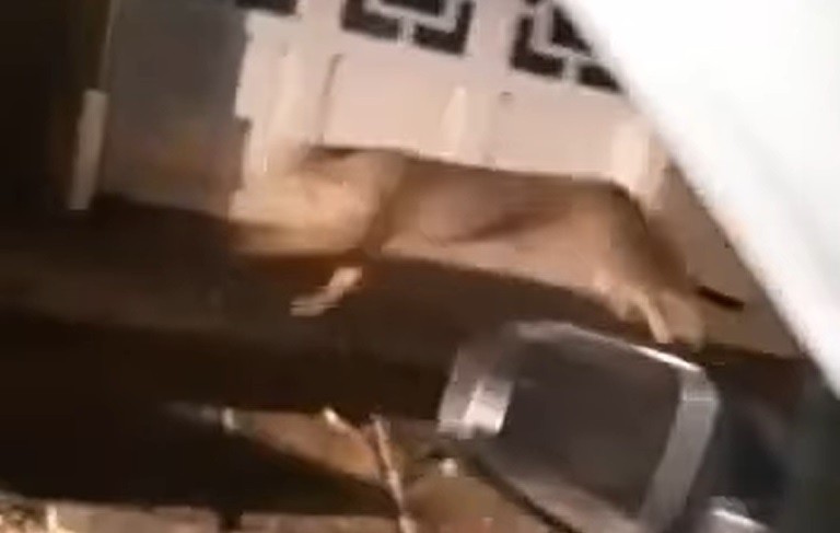 VIDEO: apareció un Puma en el centro de Coronel Dorrego | Nacionales