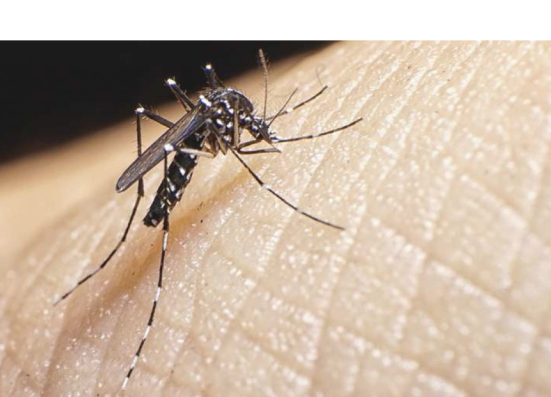 Rosario: una mujer llegó de Brasil con dengue y coronavirus a la vez | Información General