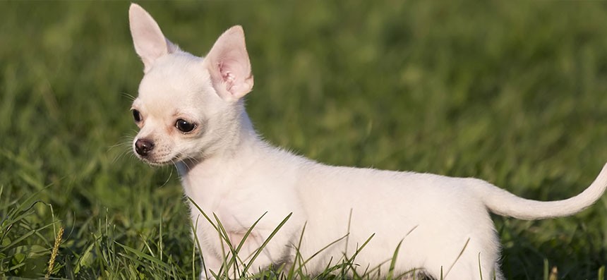 Una mujer perdió a su perro, no tiene dinero para ofrecer recompensa pero le dará una pizza a quien se lo devuelva | Redes