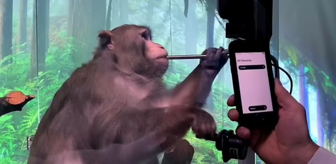 "Experimentos mortales": acusan a compañía de Elon Musk por los estudios con monos | Información General