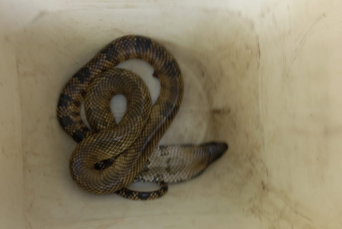 Córdoba: Enviaron una serpiente por encomienda | Nacionales