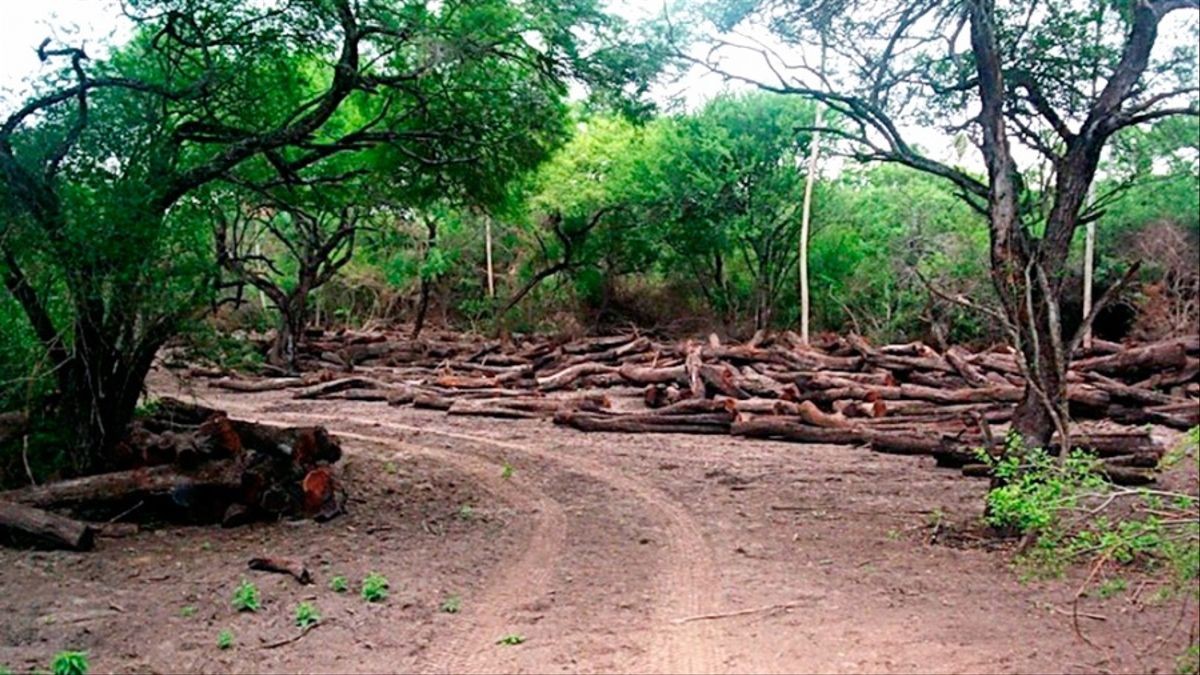 Denuncian el desmonte ilegal en islas del Delta del Paraná frente a San Nicolás | Noticias