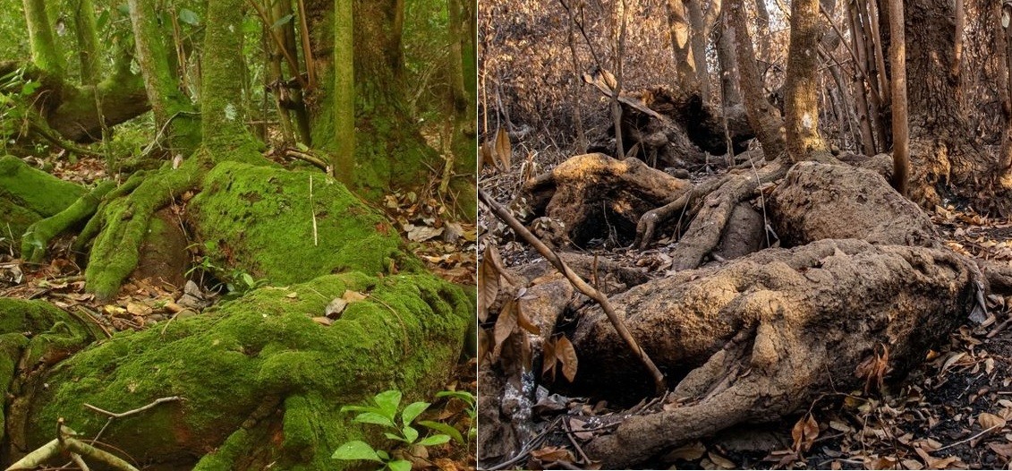 Imágenes del daño ambiental: el antes y después de los incendios en los Esteros de Iberá | Nacionales