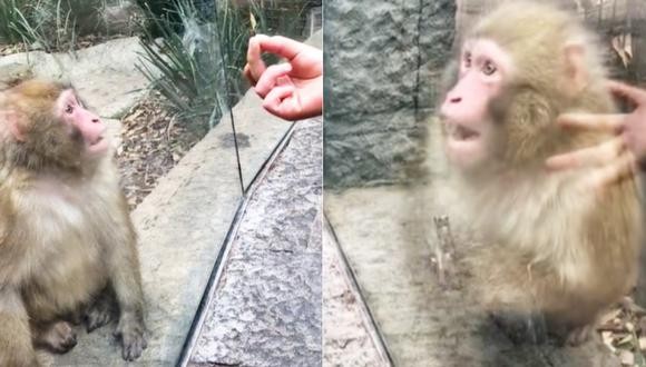 Video viral: La extraña reacción de un mono tras ver un impresionante truco de magia en el zoológico | Redes