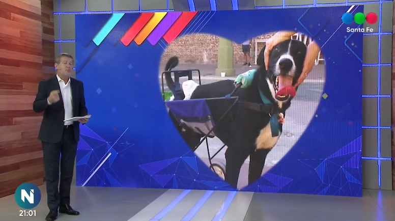 Perros Comunitarios: Miguelito, Mumú, Ivar y Alfredito están en busca de una familia | Juntos y solidarios