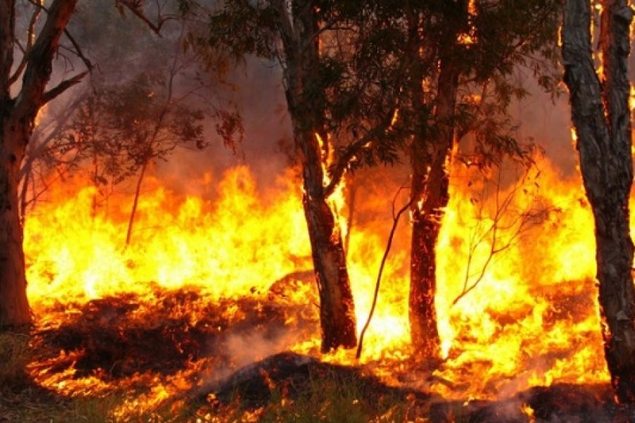 Corrientes: Valdés pidió ayuda a Estados Unidos para combatir el fuego | Nacionales