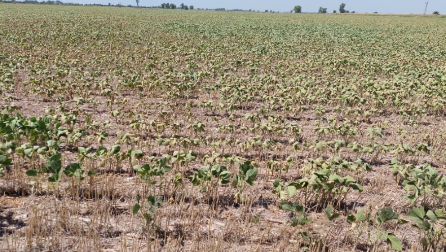 Declaran el estado de desastre y emergencia agropecuaria en casi toda la provincia | Noticias