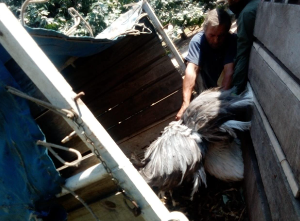 Rescatan ñandúes en cautiverio en una vivienda del norte de la ciudad | Noticias