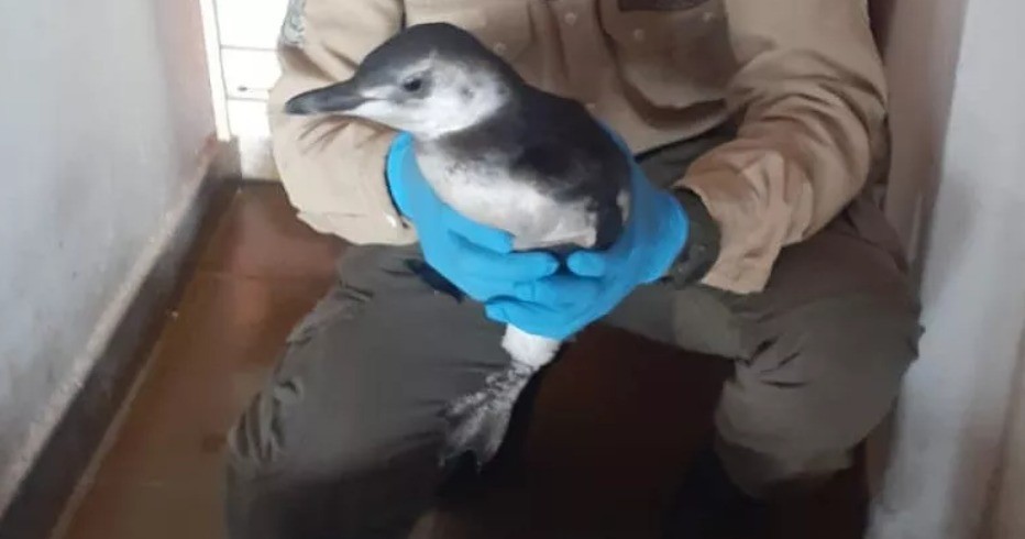 Rescataron al pingüino que llevaron hinchas a la cancha | Nacionales