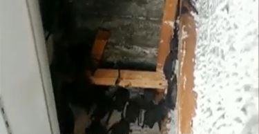 Invasión de murciélagos en La Plata | Nacionales