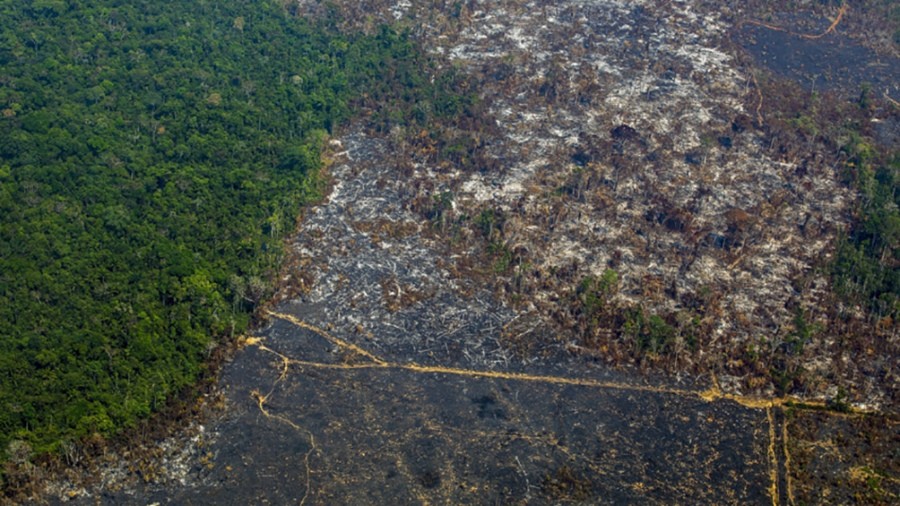 La deforestación de la Amazonía marcó un nuevo récord para febrero | Información General