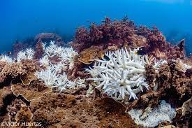 La Gran Barrera de Coral australiana sufre un blanqueamiento por las altas temperaturas | Información General