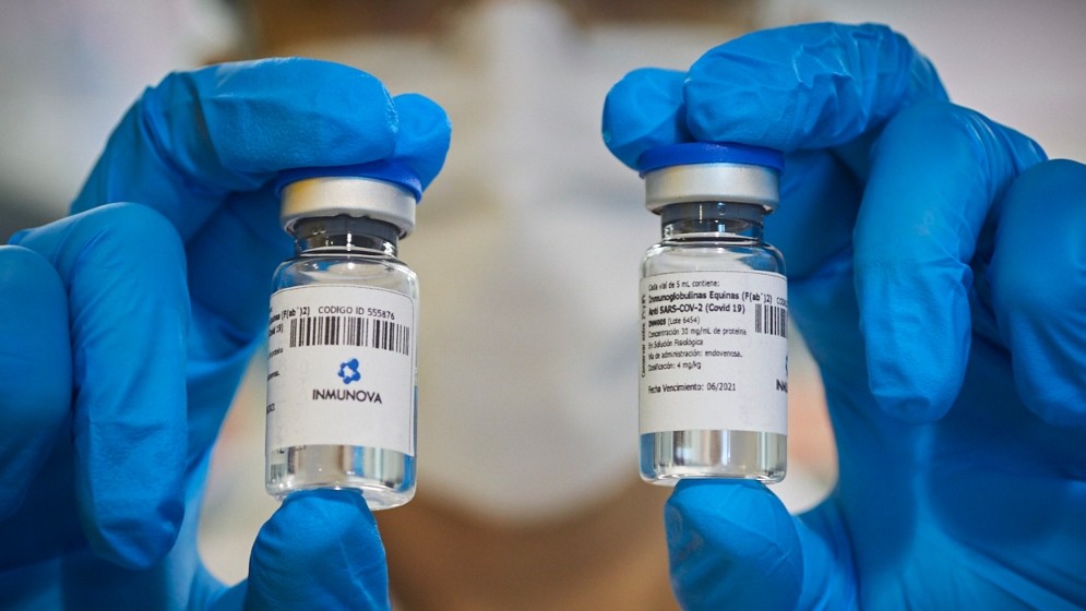 Covid 19: El Suero Equino Hiperinmune reduce un 42% la mortalidad en pacientes graves | Nacionales