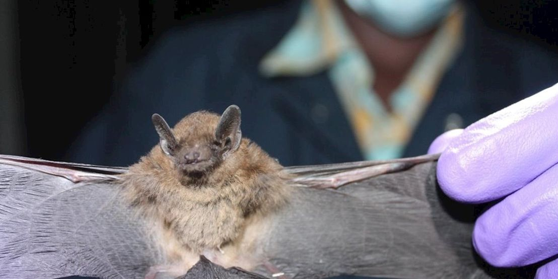 Se activó el protocolo en dos sectores de la ciudad por murciélagos con rabia | Noticias