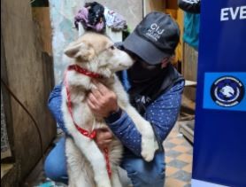 Clausuran criadero ilegal de perros y rescatan animales en estado de maltrato y abandono | Nacionales