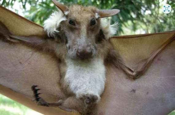 Capturaron a un murciélago gigante en África | Redes