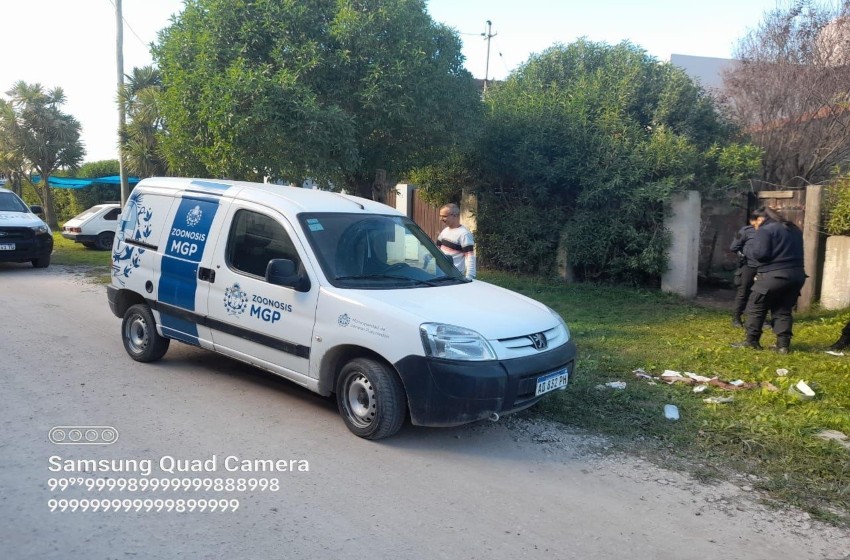 Una jubilada fue atacada por su perro rottweiler: tuvieron que dispararle al perro para que dejara de morder | Noticias