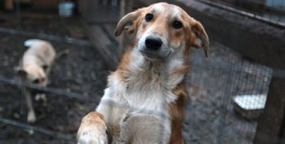 "Genocidio animal": critican la decisión municipal de sacfrificar a los perros que pasen 6 meses sin ser adoptados | Nacionales