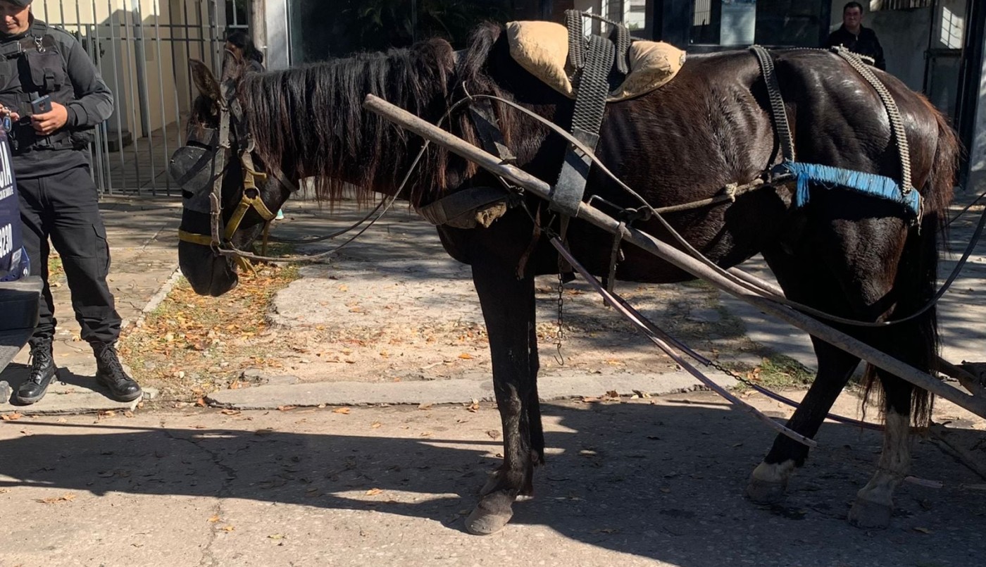 Con intervención de SOS Caballos, se logró rescatar a "Chiflo" | Noticias