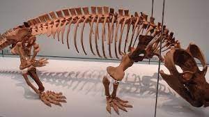 Investigadores del Conicet hallaron restos de un antepasado de mamífero de 220 millones de años | Información General