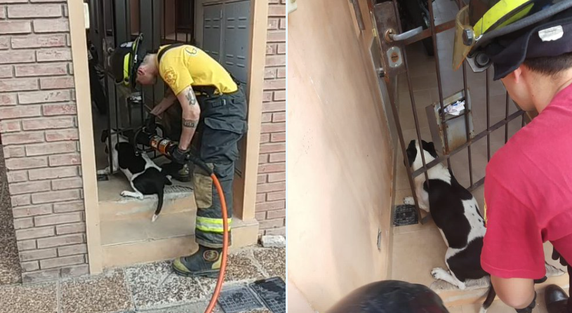 En Rafaela rescataron a un perro atrapado entre las rejas de una vivienda | Información General