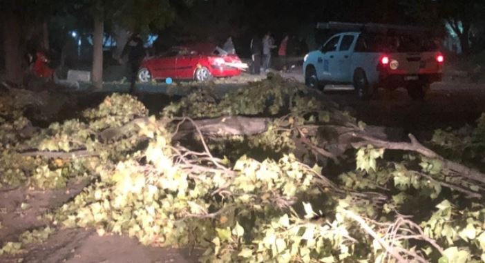 Incendios de pastizales, árboles, postes y ramas caídas dejó el viento Zonda en Mendoza | Nacionales