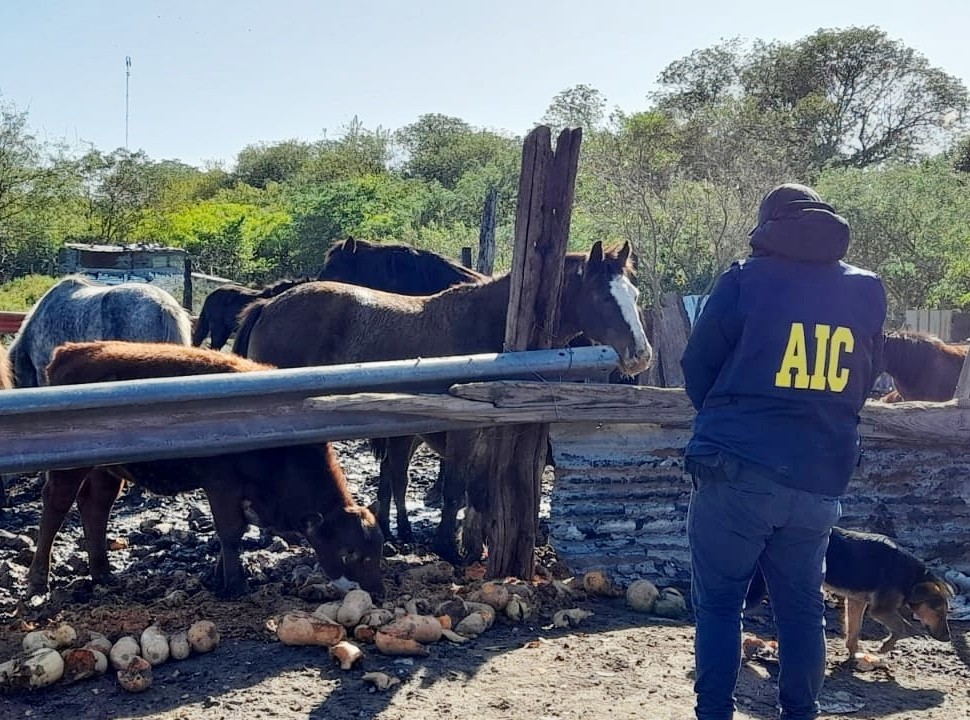 La casa del "Viejo" Cantero por dentro: gallos de riña, caballos y admiración por Scarface | Policiales