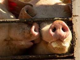 Proteccionistas y veganos marcharán al Congreso en el Día de la Lucha por la Liberación Animal | Información General