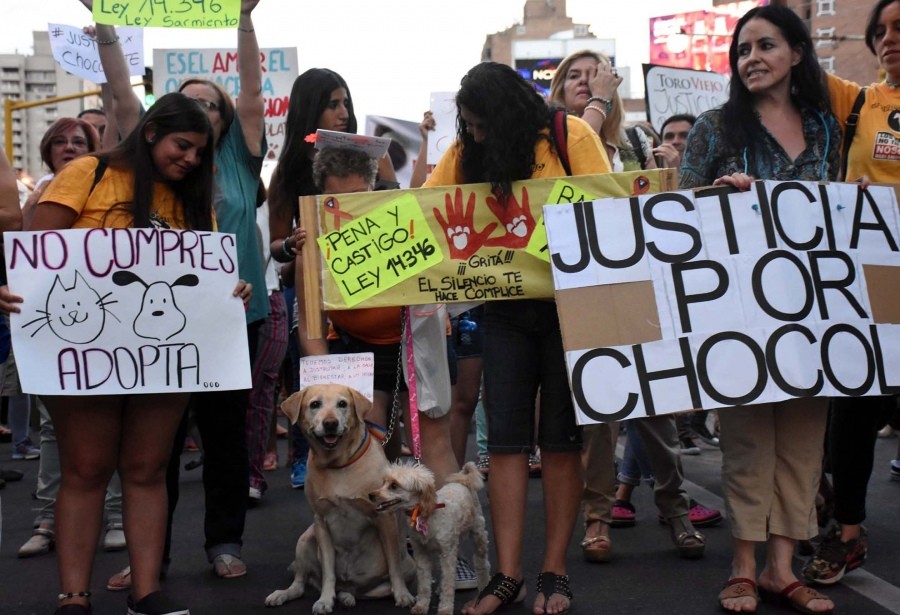 Día del Animal: piden nuevas leyes y endurecer las penas por maltrato | Información General